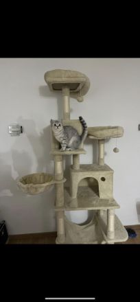 Britisch Kurzhaar Reinrassig Kitten