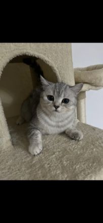 Britisch Kurzhaar Reinrassig Kitten