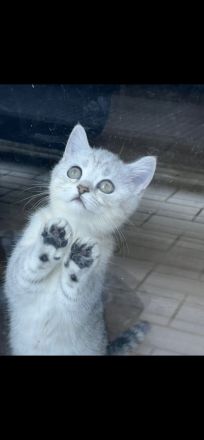 Britisch Kurzhaar Reinrassig Kitten