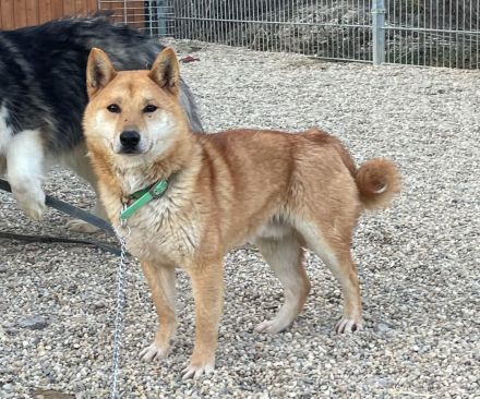 Tamayo - Angsthund - Shiba Inu-Mischling