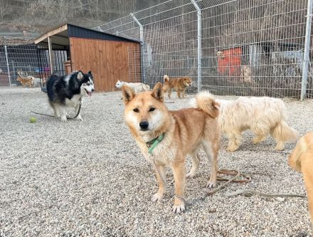 Tamayo - Angsthund - Shiba Inu-Mischling