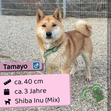 Tamayo - Angsthund - Shiba Inu-Mischling