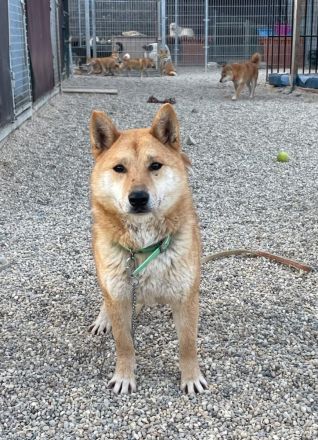 Tamayo - Angsthund - Shiba Inu-Mischling