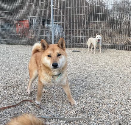 Tamayo - Angsthund - Shiba Inu-Mischling