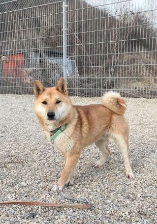 Tamayo - Angsthund - Shiba Inu-Mischling