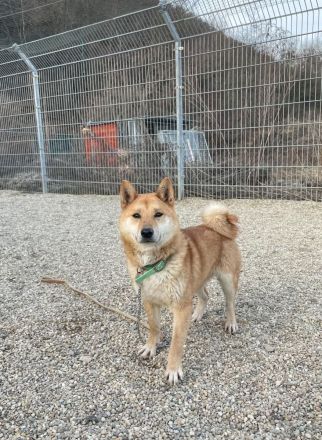 Tamayo - Angsthund - Shiba Inu-Mischling