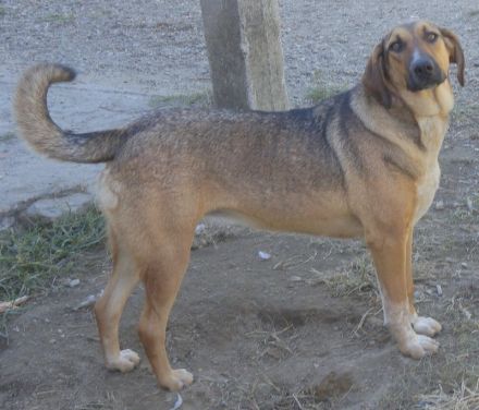 Sabrina, geb. ca. 07/2022, lebt in GRIECHENLAND, auf einer privaten Pflegestelle