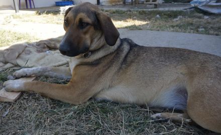 Sabrina, geb. ca. 07/2022, lebt in GRIECHENLAND, auf einer privaten Pflegestelle