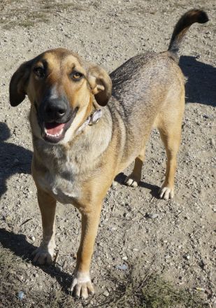 Sabrina, geb. ca. 07/2022, lebt in GRIECHENLAND, auf einer privaten Pflegestelle