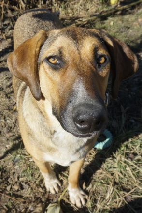 Sabrina, geb. ca. 07/2022, lebt in GRIECHENLAND, auf einer privaten Pflegestelle