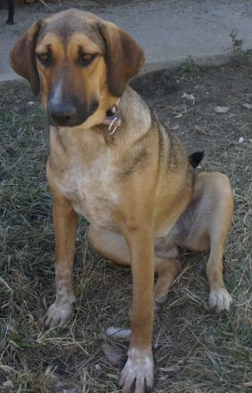 Sabrina, geb. ca. 07/2022, lebt in GRIECHENLAND, auf einer privaten Pflegestelle