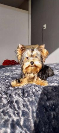 Yorkshire-Terrier