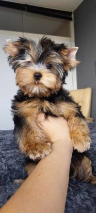 Yorkshire-Terrier
