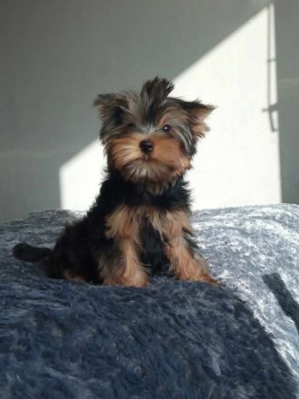 Yorkshire-Terrier