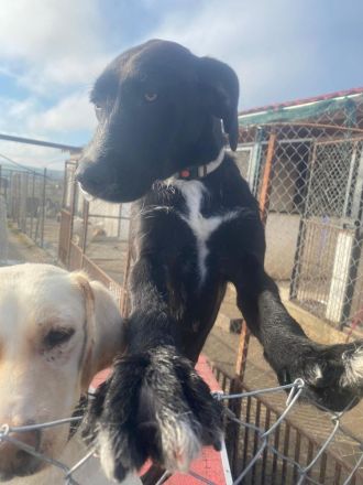 Iris sucht ein ganz tolles Zuhause!