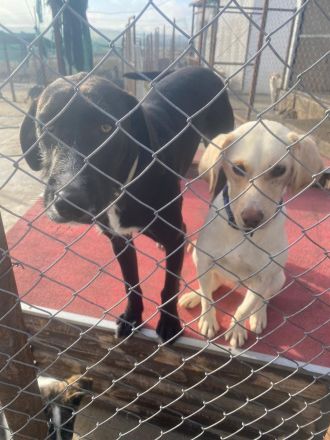 Iris sucht ein ganz tolles Zuhause!