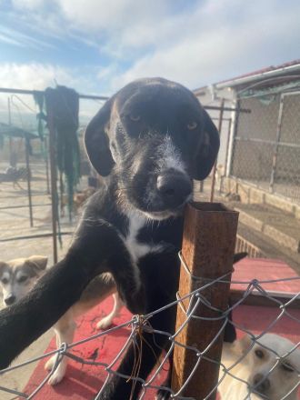 Iris sucht ein ganz tolles Zuhause!