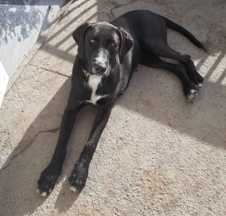 Iris sucht ein ganz tolles Zuhause!