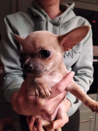 Chihuahua Welpen