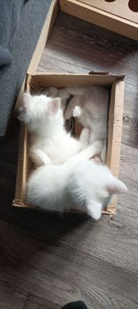 Süßer Nachwuchs sucht Zuhause