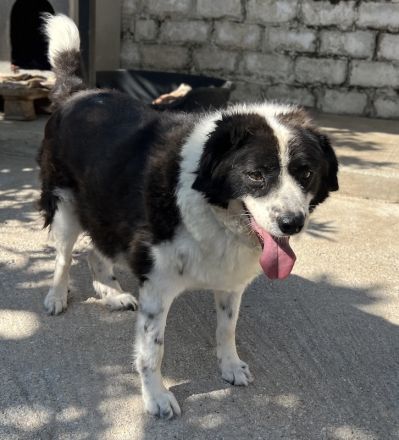 Linda, geb. ca. 09/2015, lebt in GRIECHENLAND, auf einer privaten Pflegestelle