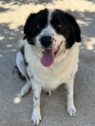 Linda, geb. ca. 09/2015, lebt in GRIECHENLAND, auf einer privaten Pflegestelle