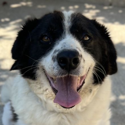 Linda, geb. ca. 09/2015, lebt in GRIECHENLAND, auf einer privaten Pflegestelle