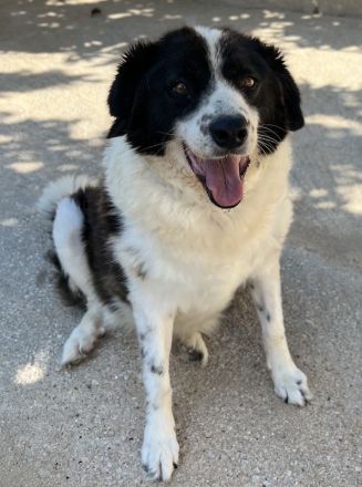 Linda, geb. ca. 09/2015, lebt in GRIECHENLAND, auf einer privaten Pflegestelle