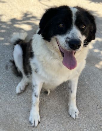 Linda, geb. ca. 09/2015, lebt in GRIECHENLAND, auf einer privaten Pflegestelle