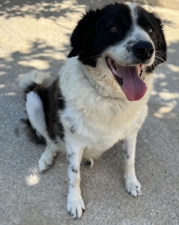 Linda, geb. ca. 09/2015, lebt in GRIECHENLAND, auf einer privaten Pflegestelle