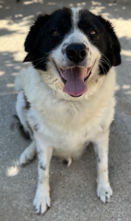 Linda, geb. ca. 09/2015, lebt in GRIECHENLAND, auf einer privaten Pflegestelle