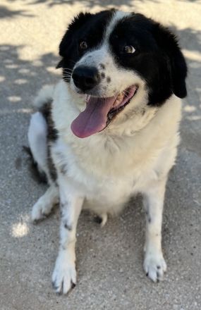 Linda, geb. ca. 09/2015, lebt in GRIECHENLAND, auf einer privaten Pflegestelle