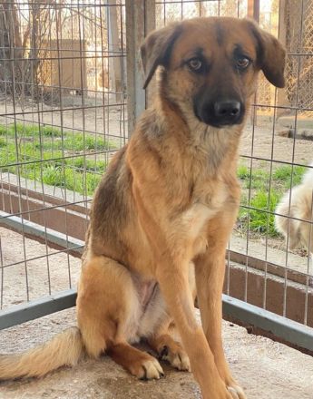 Lunia, geb. ca. 01/2022, lebt in GRIECHENLAND, im städt. Tierheim Serres