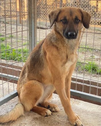 Lunia, geb. ca. 01/2022, lebt in GRIECHENLAND, im städt. Tierheim Serres