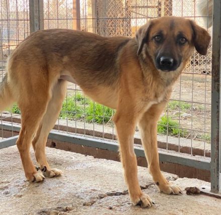 Lunia, geb. ca. 01/2022, lebt in GRIECHENLAND, im städt. Tierheim Serres