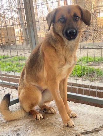 Lunia, geb. ca. 01/2022, lebt in GRIECHENLAND, im städt. Tierheim Serres