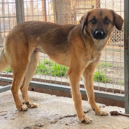 Lunia, geb. ca. 01/2022, lebt in GRIECHENLAND, im städt. Tierheim Serres