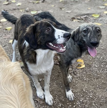 Madison, geb. ca. 01/2022, lebt in GRIECHENLAND, auf einer privaten Pflegestelle