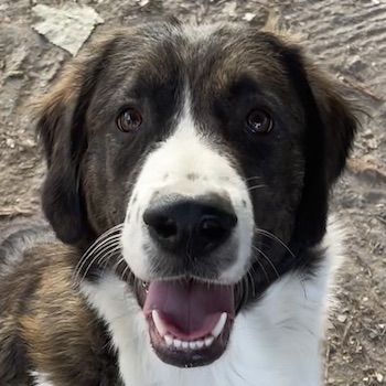 Madison, geb. ca. 01/2022, lebt in GRIECHENLAND, auf einer privaten Pflegestelle