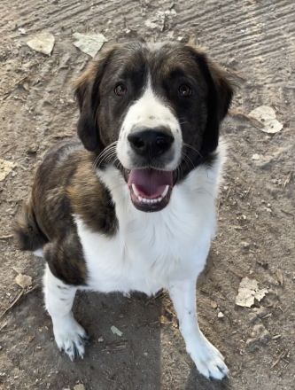 Madison, geb. ca. 01/2022, lebt in GRIECHENLAND, auf einer privaten Pflegestelle