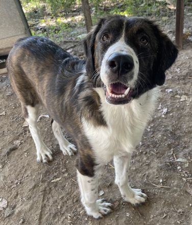 Madison, geb. ca. 01/2022, lebt in GRIECHENLAND, auf einer privaten Pflegestelle