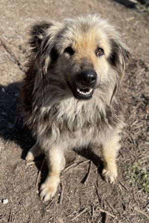 Mandy Lou geb. ca. 11/2020, lebt in GRIECHENLAND, auf einer privaten Pflegestelle