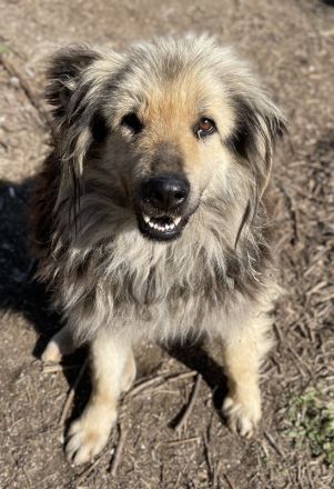 Mandy Lou geb. ca. 11/2020, lebt in GRIECHENLAND, auf einer privaten Pflegestelle