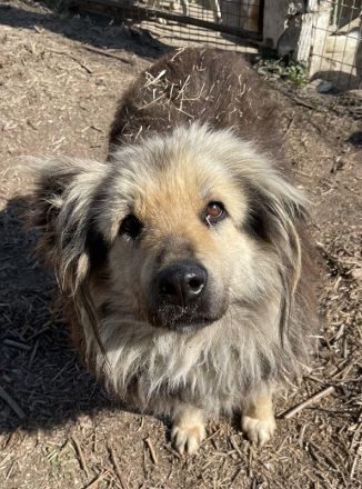 Mandy Lou geb. ca. 11/2020, lebt in GRIECHENLAND, auf einer privaten Pflegestelle