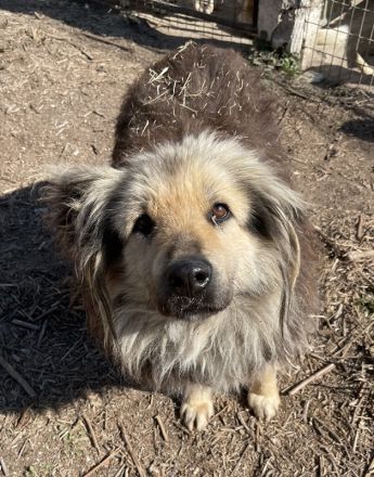 Mandy Lou geb. ca. 11/2020, lebt in GRIECHENLAND, auf einer privaten Pflegestelle