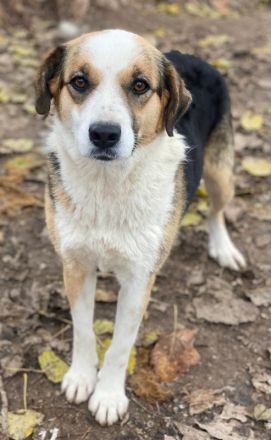 Miraya, geb. ca. 08/2020, lebt in GRIECHENLAND, im städt. Tierheim Serres