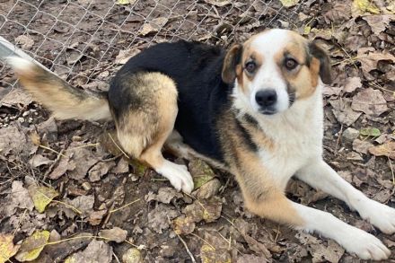 Miraya, geb. ca. 08/2020, lebt in GRIECHENLAND, im städt. Tierheim Serres