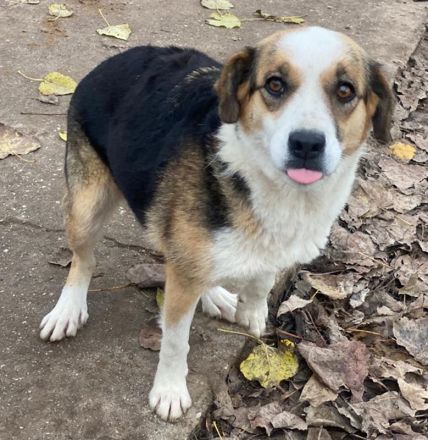 Miraya, geb. ca. 08/2020, lebt in GRIECHENLAND, im städt. Tierheim Serres