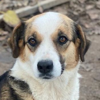 Miraya, geb. ca. 08/2020, lebt in GRIECHENLAND, im städt. Tierheim Serres