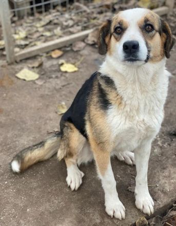 Miraya, geb. ca. 08/2020, lebt in GRIECHENLAND, im städt. Tierheim Serres